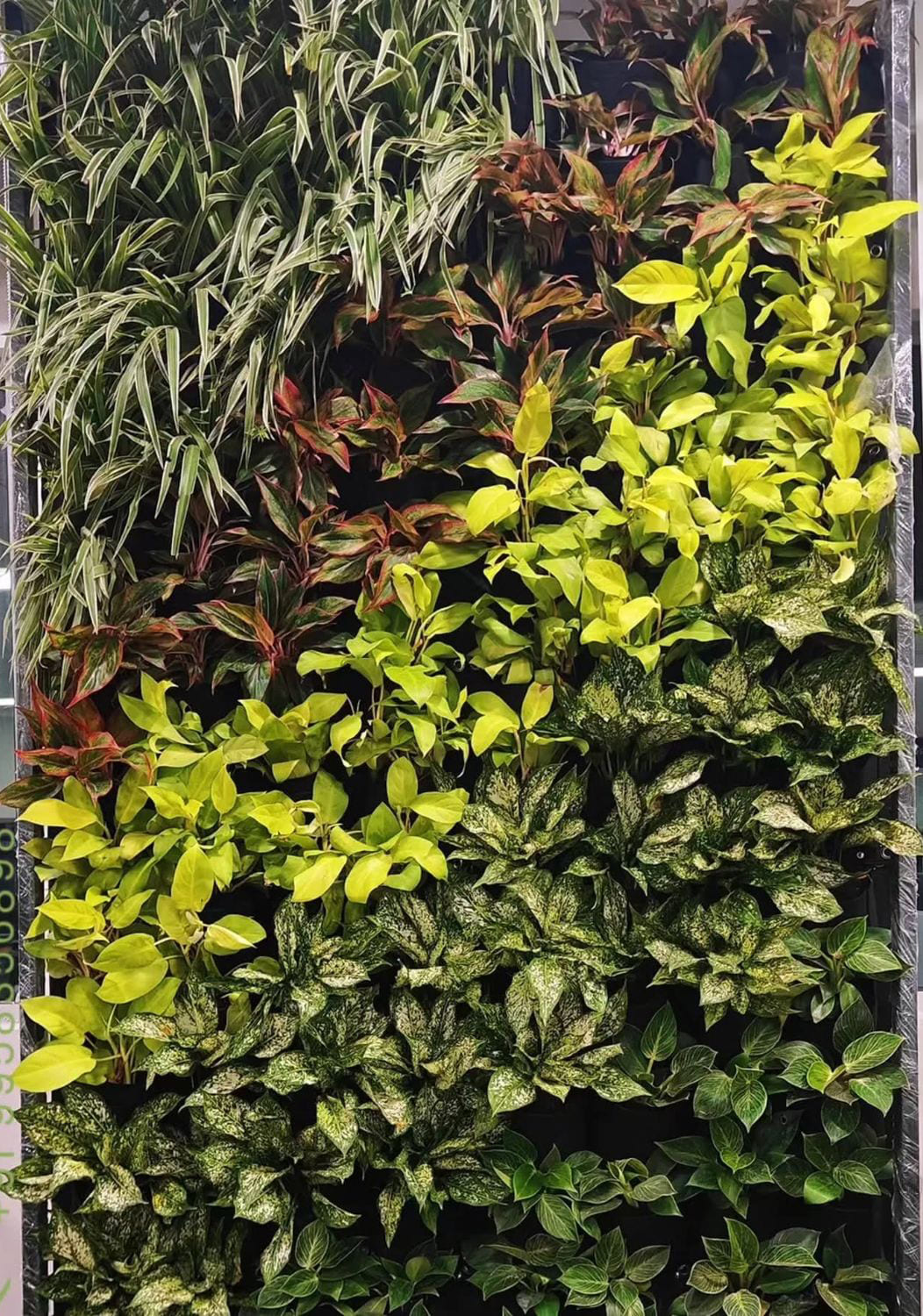 thi công tường cây đẹp