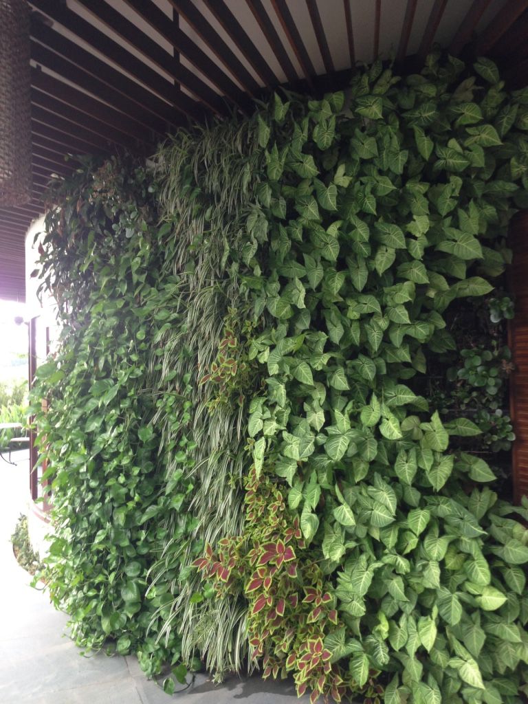 Thi công tường cây đẹp giá rẻ